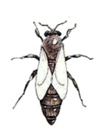 K&ouml;nigin